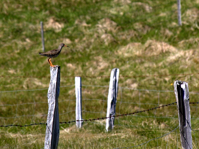 2011-06-30_15-03-10 island.jpg - Rotschenkel ( Tringa totanus)